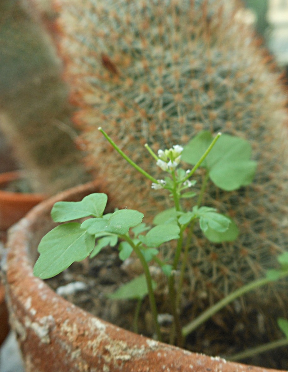 Cardamine occulta Hornem.